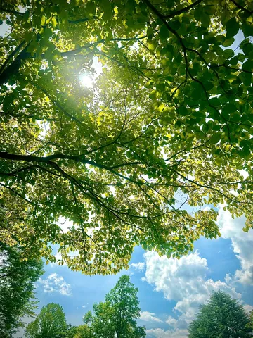 木漏れ日が織りなす緑のトンネル