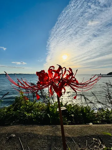 夕暮れに咲く情熱の赤