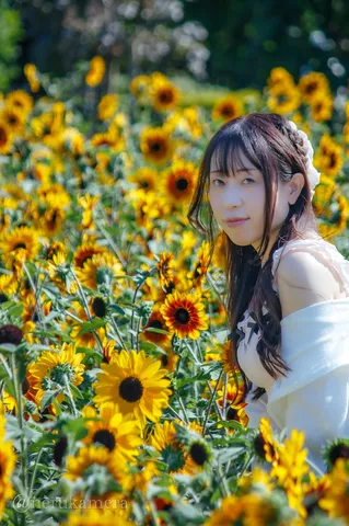 ひまわり畑と夏の少女
