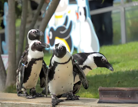 ペンギン3兄弟の集会