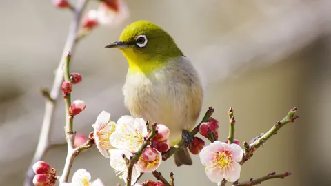 メジロが彩る梅の枝