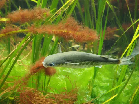 赤い苔と泳ぐ影の水槽