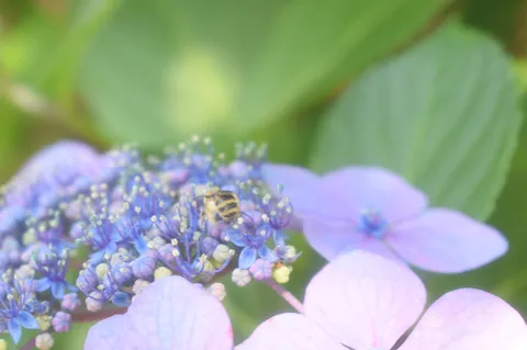 ミツバチ、紫陽花を堪能中