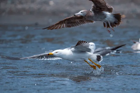 水面を蹴る、鳥の躍動