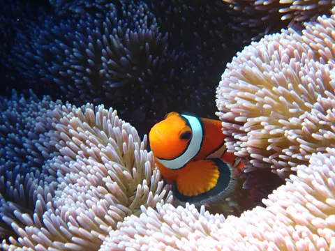 ニモ、どっかーん！
