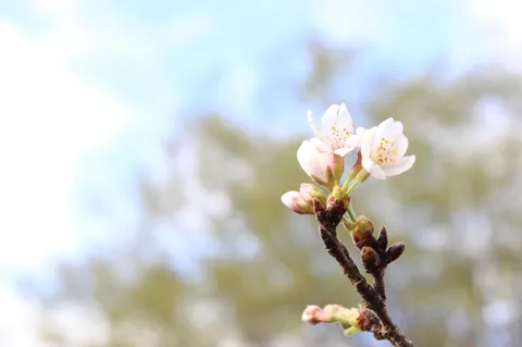 春のやわらかな日差し、咲き始めの桜
