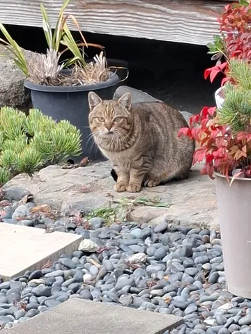 庭先で見つめる猫の視線