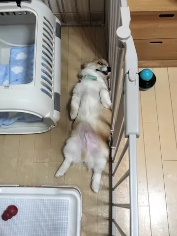 コギさん、お疲れ様です