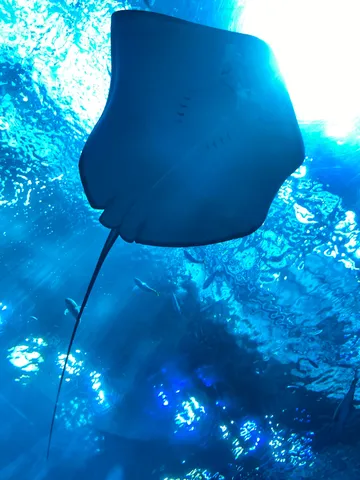 美ら海水族館のエイ