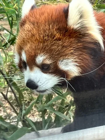 あざと可愛い？レッサーパンダの視線