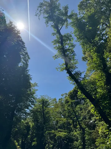 光と樹影の静かな刻