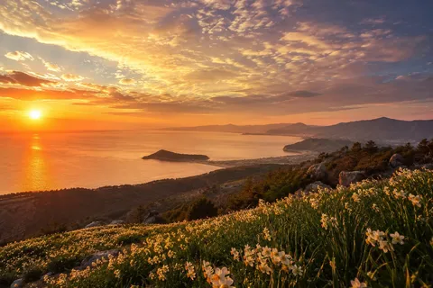 夕景を彩る水仙の絨毯