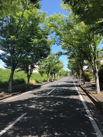 木洩れ日の静かな道
