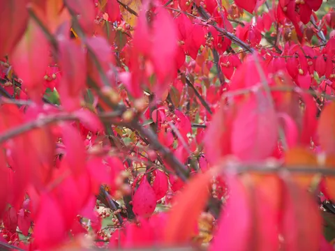 紅葉が染める静かな風