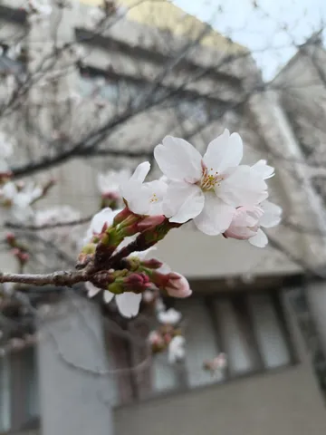 春の花弁が静かに微笑む