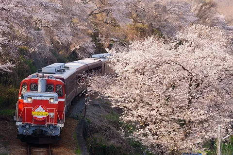 満開の桜と赤い列車の共演