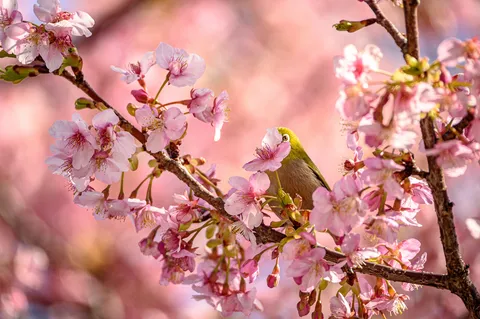 桜に隠れる小さな訪問者