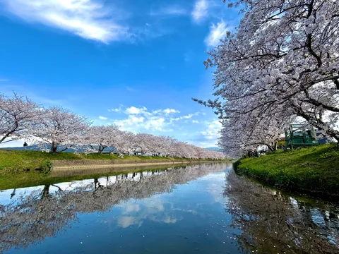 桜並木を映す水鏡