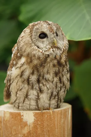 静かに佇むフクロウの横顔