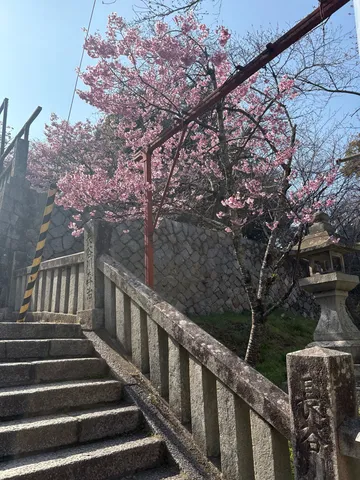 春の訪れ、石段と桜