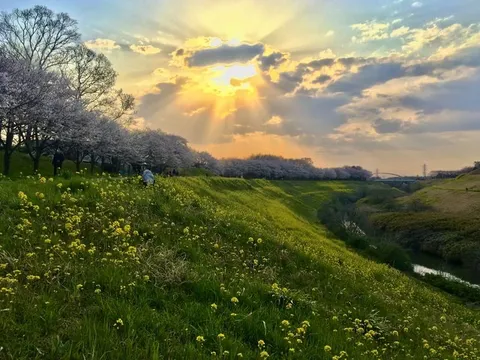夕映えの桜並木と菜の花