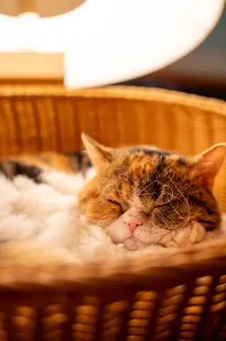 バスケットで夢心地な猫
