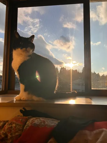 窓辺の猫、夕陽を浴びる