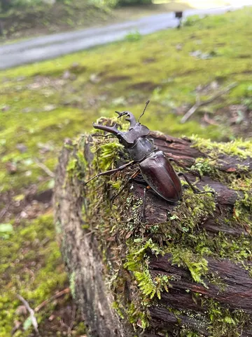 苔の上で光る大顎の王
