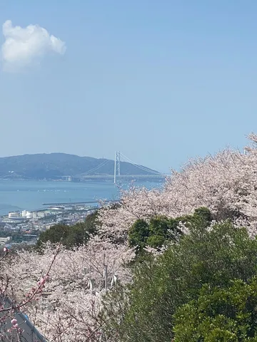 桜と海を結ぶ春景