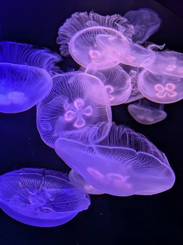 光と影のクラゲ