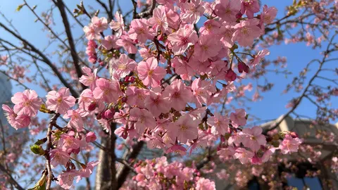 満開の桜、青空に舞う
