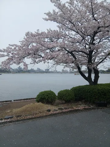 散りゆく桜、湖畔の静寂