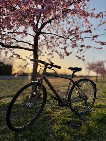 桜色の夕暮れと自転車