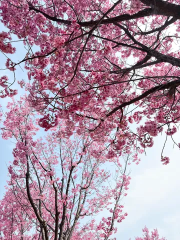 満開の桜、空に向かって咲き誇る
