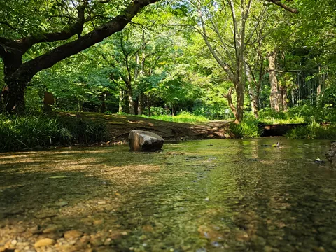 緑滴る木漏れ日の小川