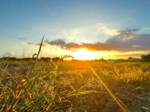 雑草と夕陽のグラデーション
