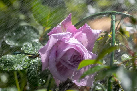 雨粒と紫陽花