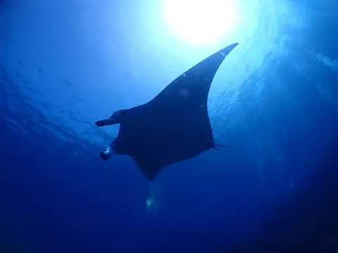悠然と泳ぐマンタのシルエット