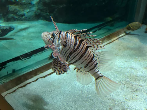 水族館のストライプ模様の主役