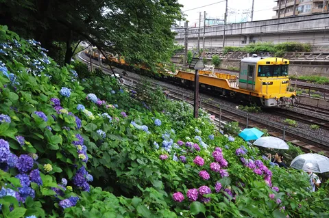 アジサイの主役は、まさかの黄色い電車？
