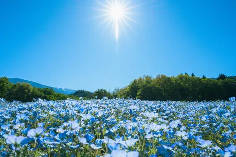 眩しい日差しの青い花畑