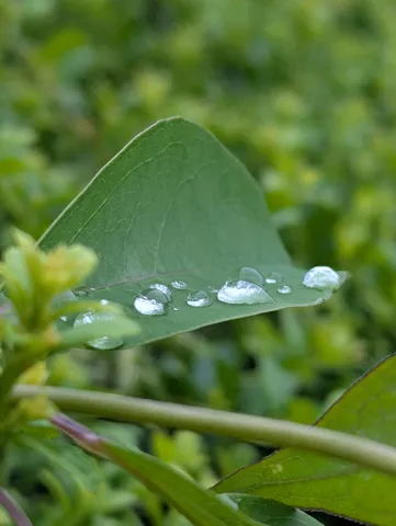 葉についた雨粒の輝き