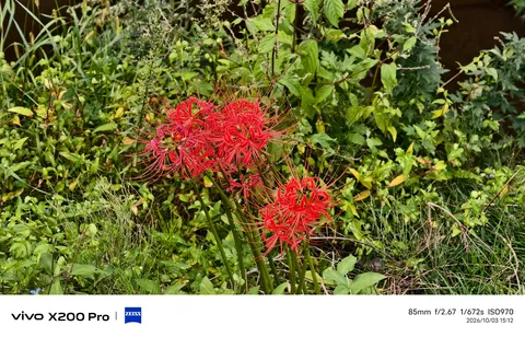 赤い花が風に揺れる庭