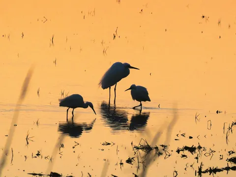 黄昏の水面に踊る影