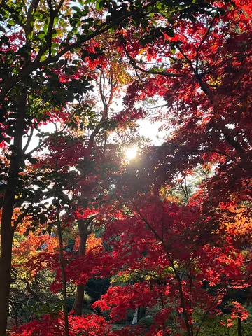光あふれる紅葉の調べ