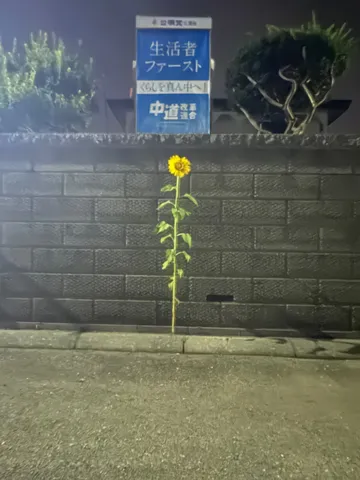 ひまわりの静かな主張