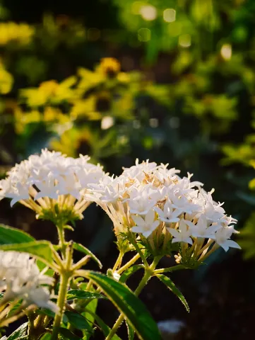 夕陽と白の花束