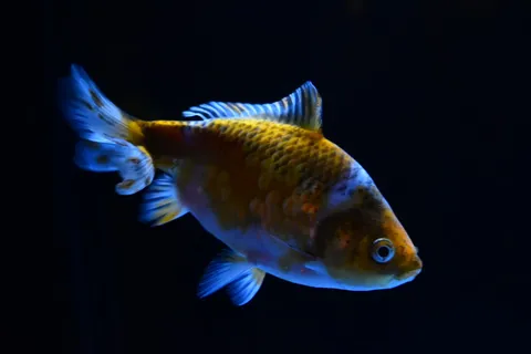 夜景に泳ぐ金魚の影