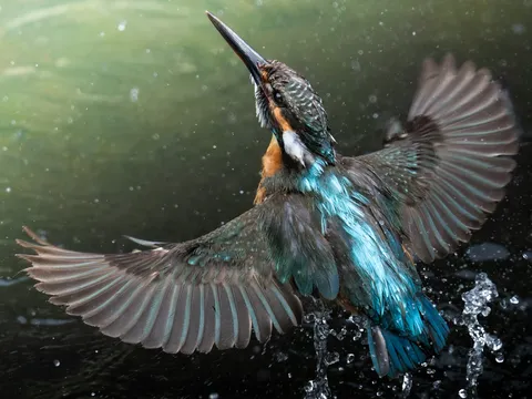 水飛沫を纏う翡翠