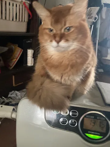 暖房器と猫のまったり時間